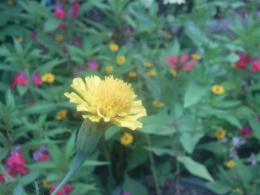 yellow flower